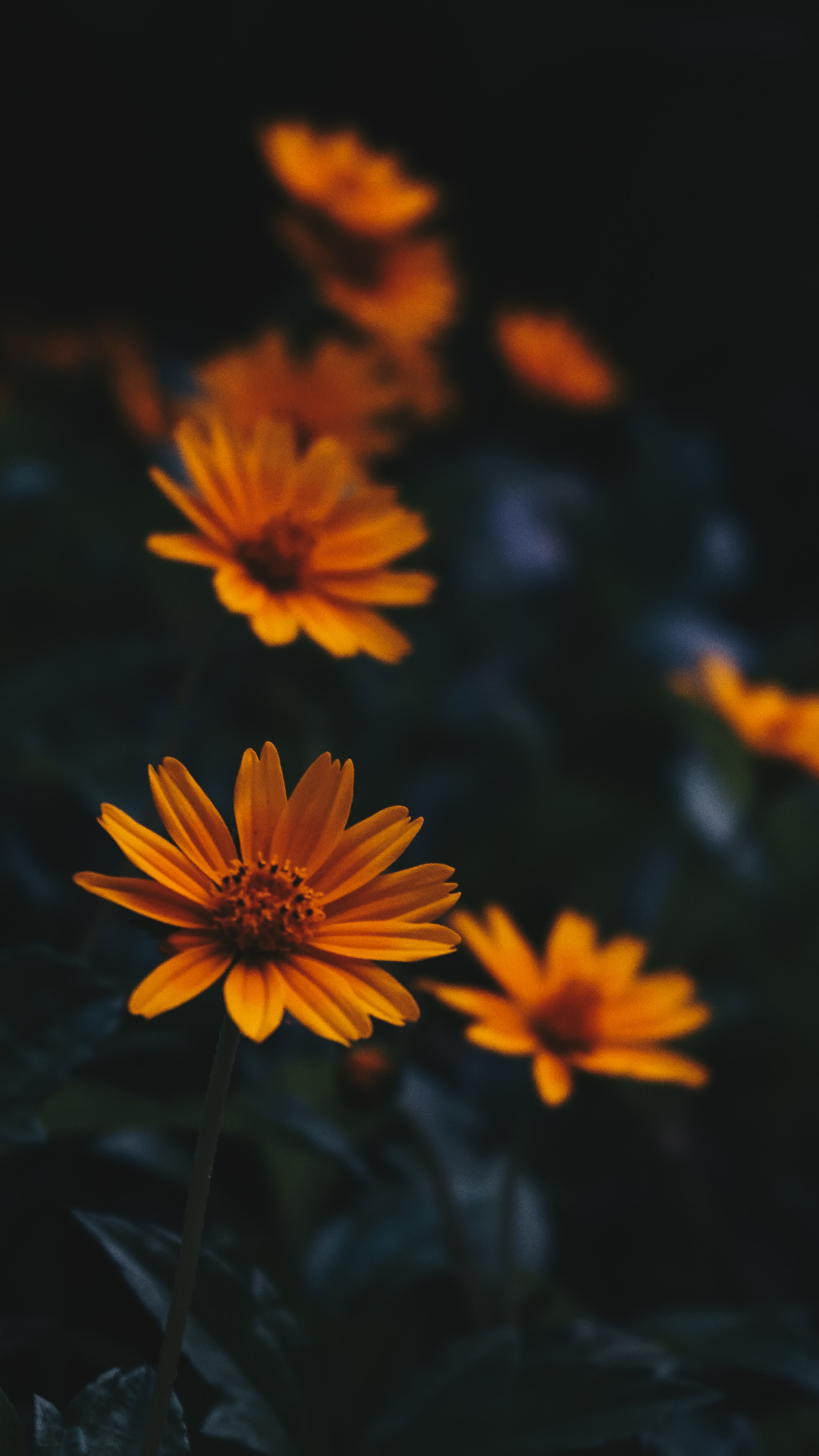 Selective focus photography of orange flowers