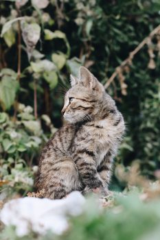 Shallow focus photography of a tabby kitten