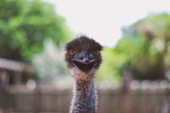 Shallow focus photography of an ostrich head
