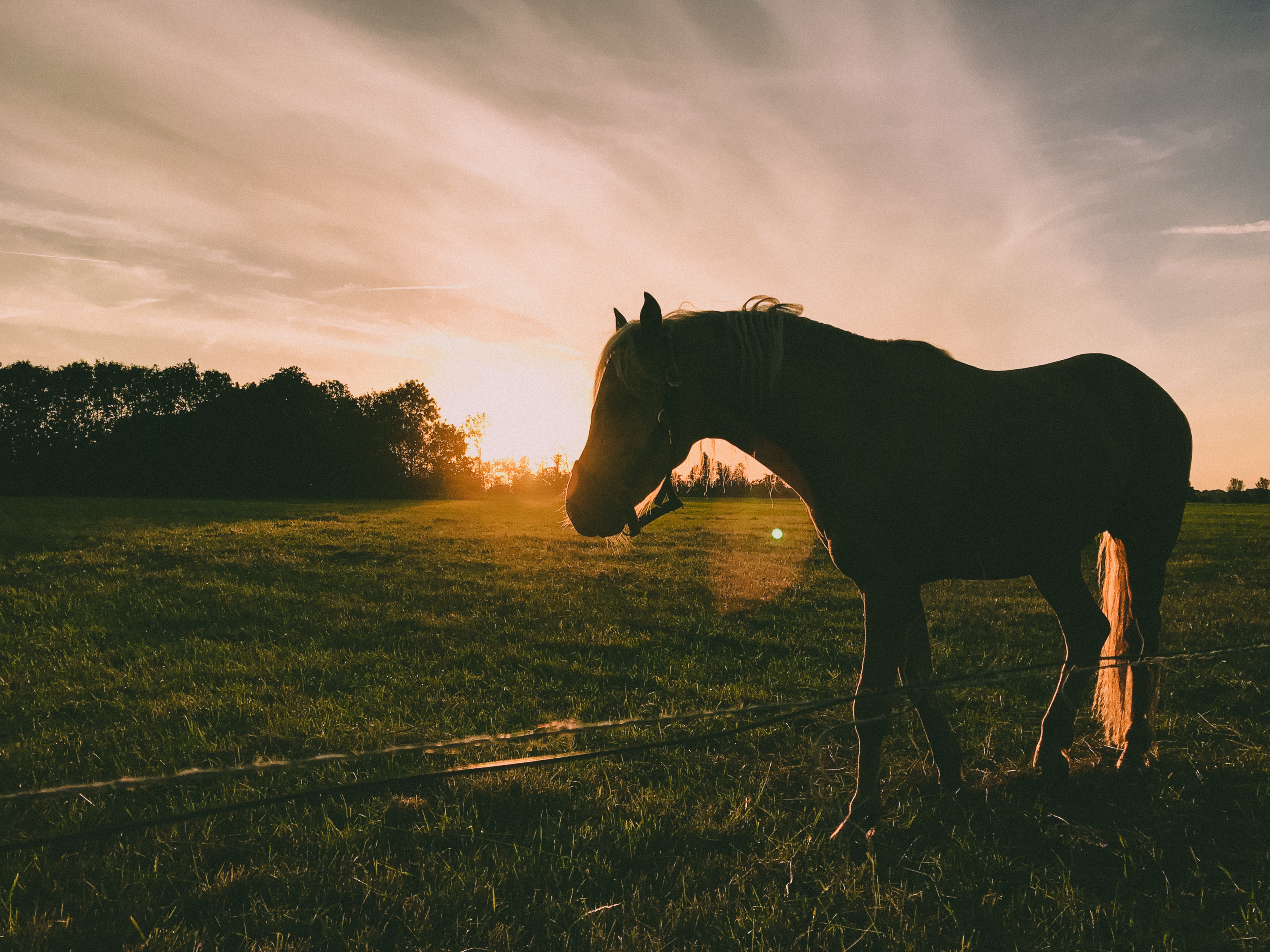 Silhouette photography of a horse during sunrise