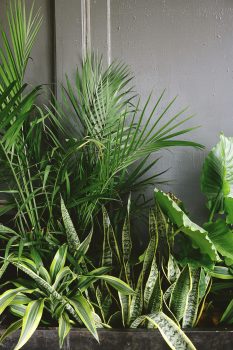 Snake plant beside taro and palm plant near a gray wall