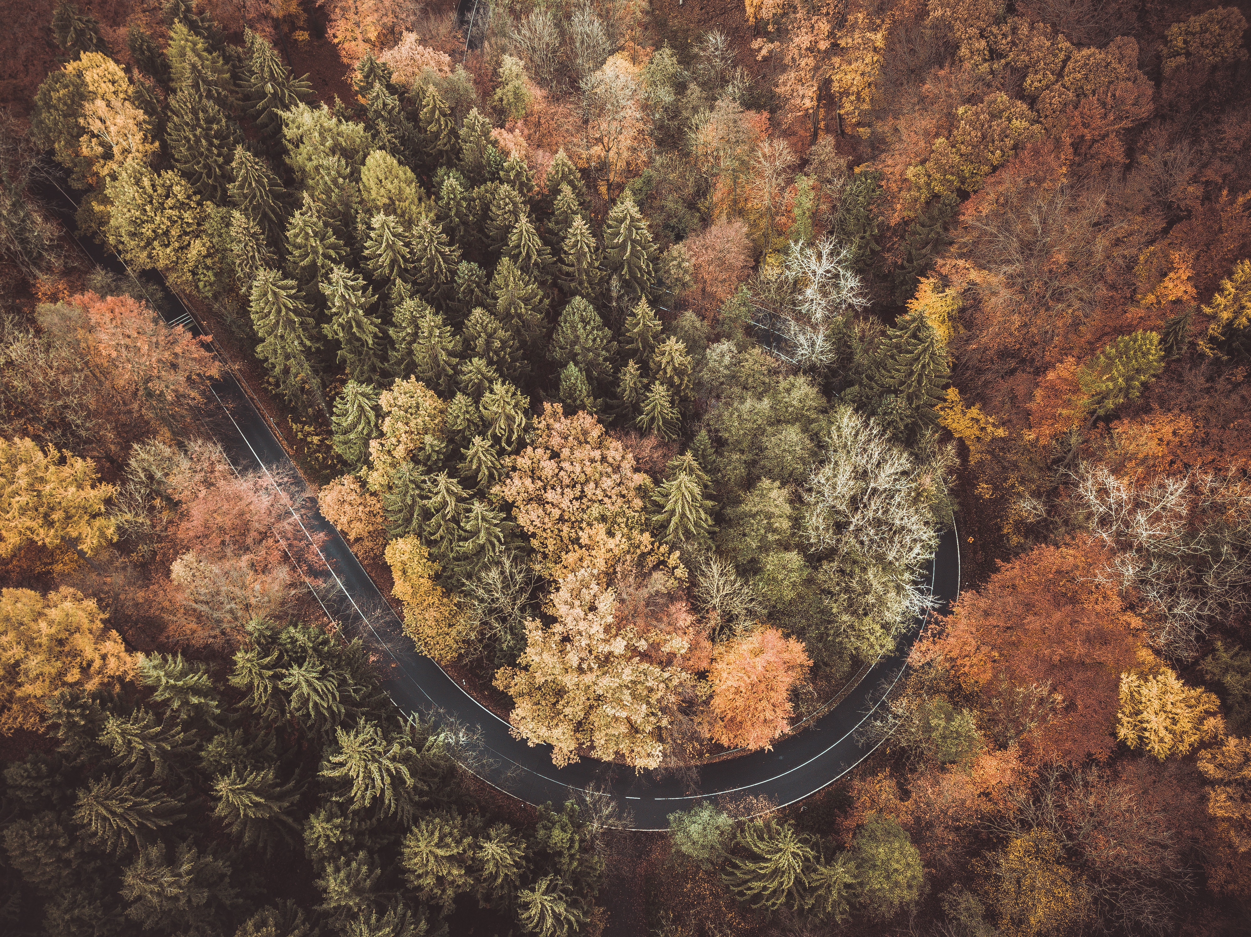 Bird's eye view of a curved road among trees