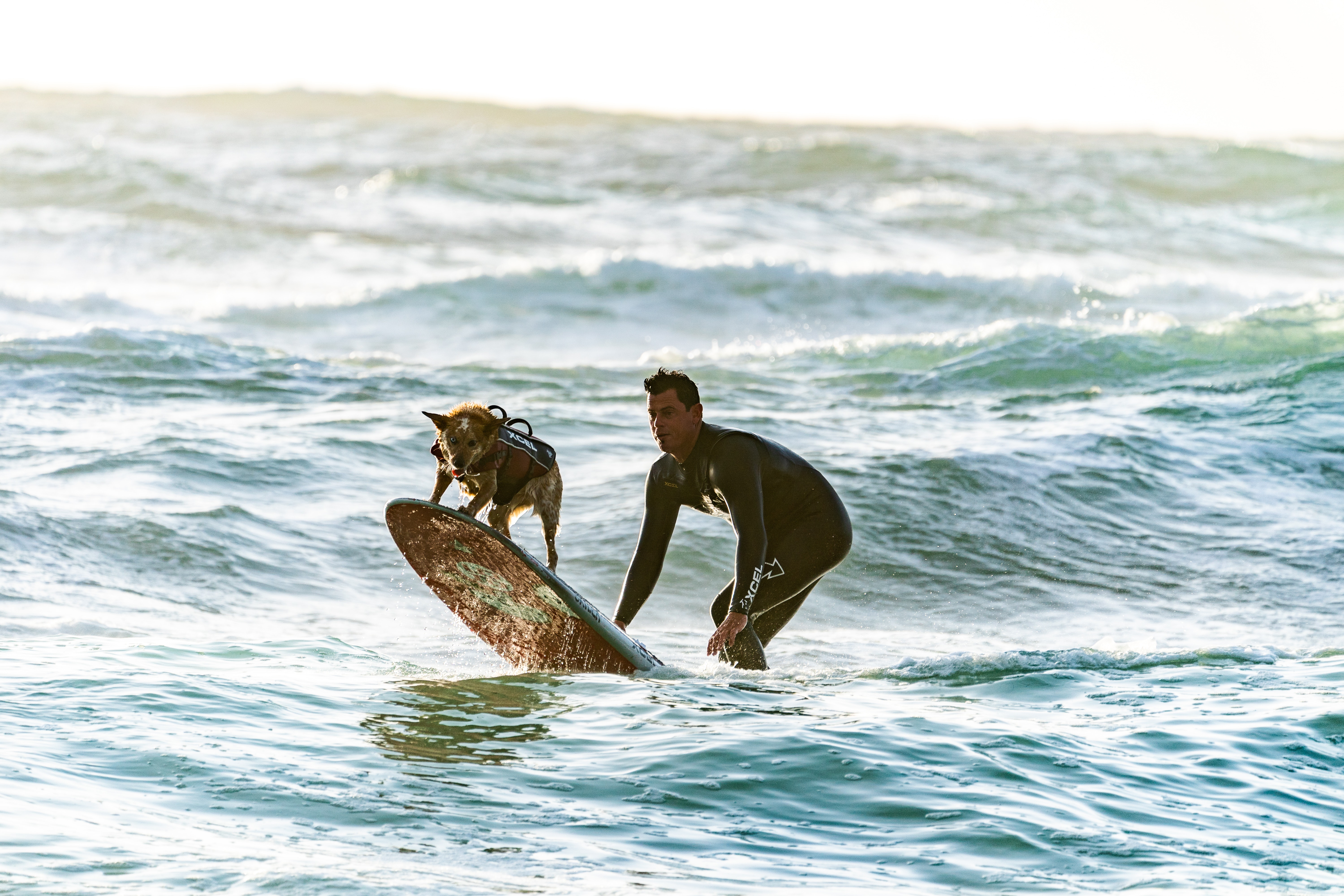 A surfer and his dog on a surfboard