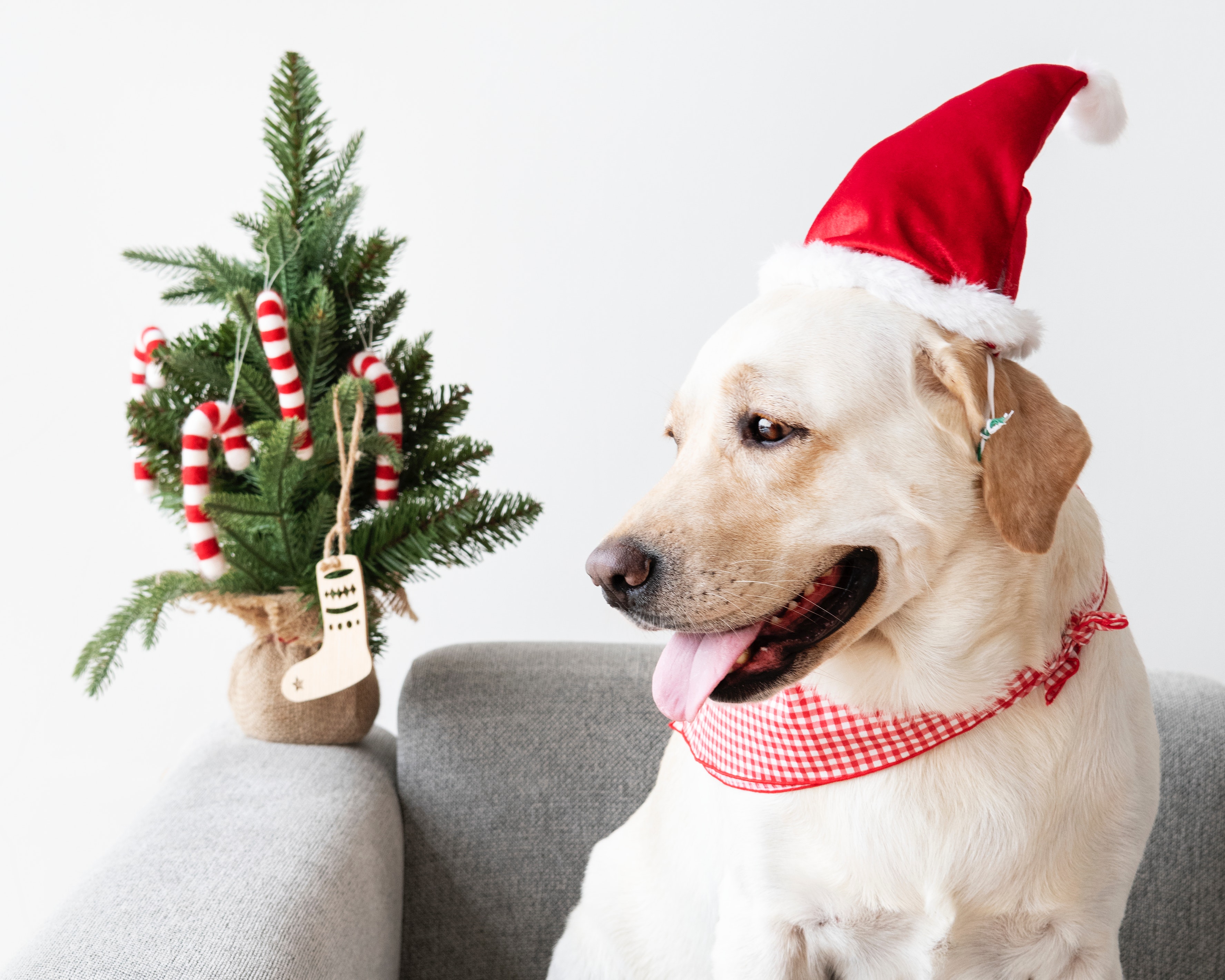 A dog with Christmas decorations sitting on a sofa