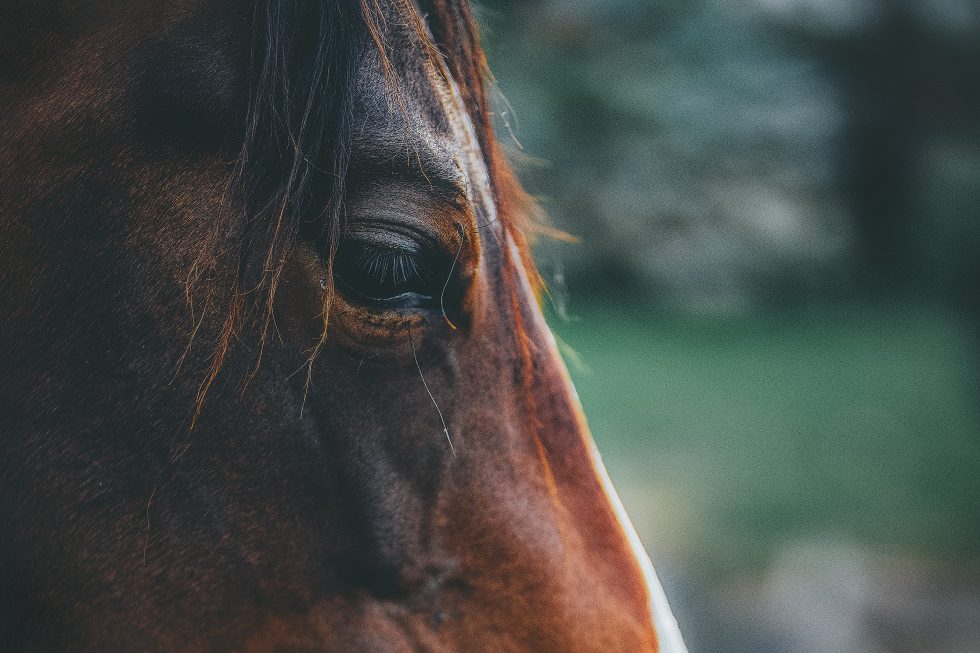 A brown horse in close-up photography
