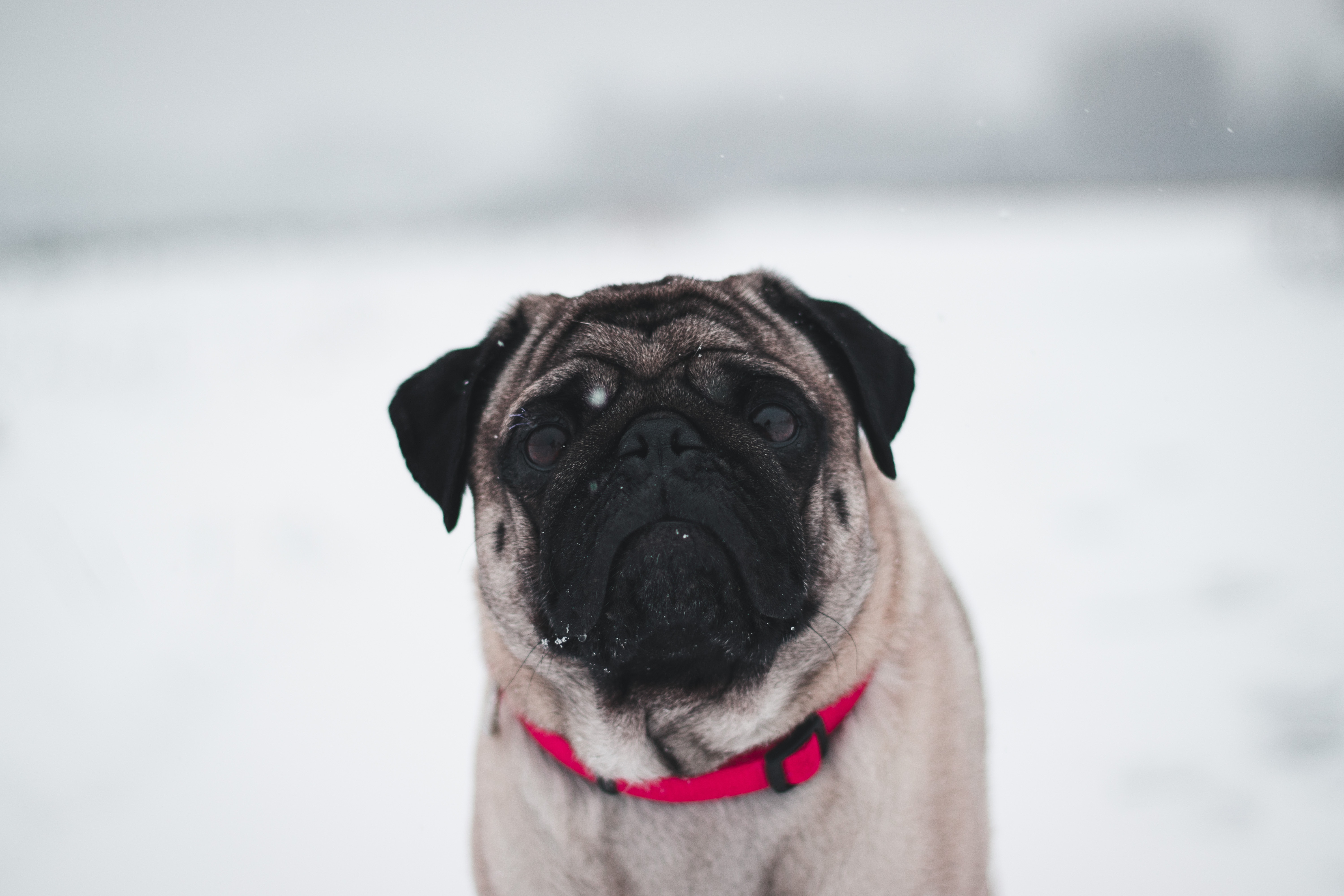 A Chinese fawn pug wearing a red collar standing on a snow