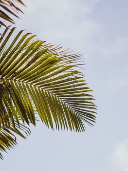 A green palm tree leaf against the blue sky