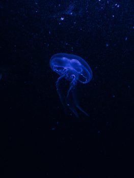 A jellyfish underwater