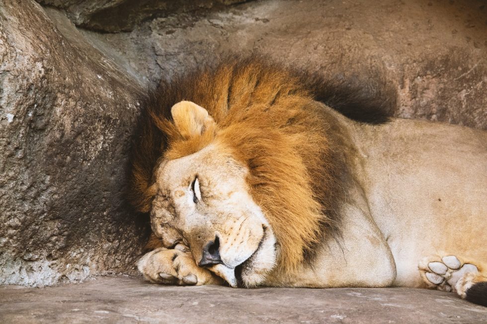A lion sleeping beside a rock