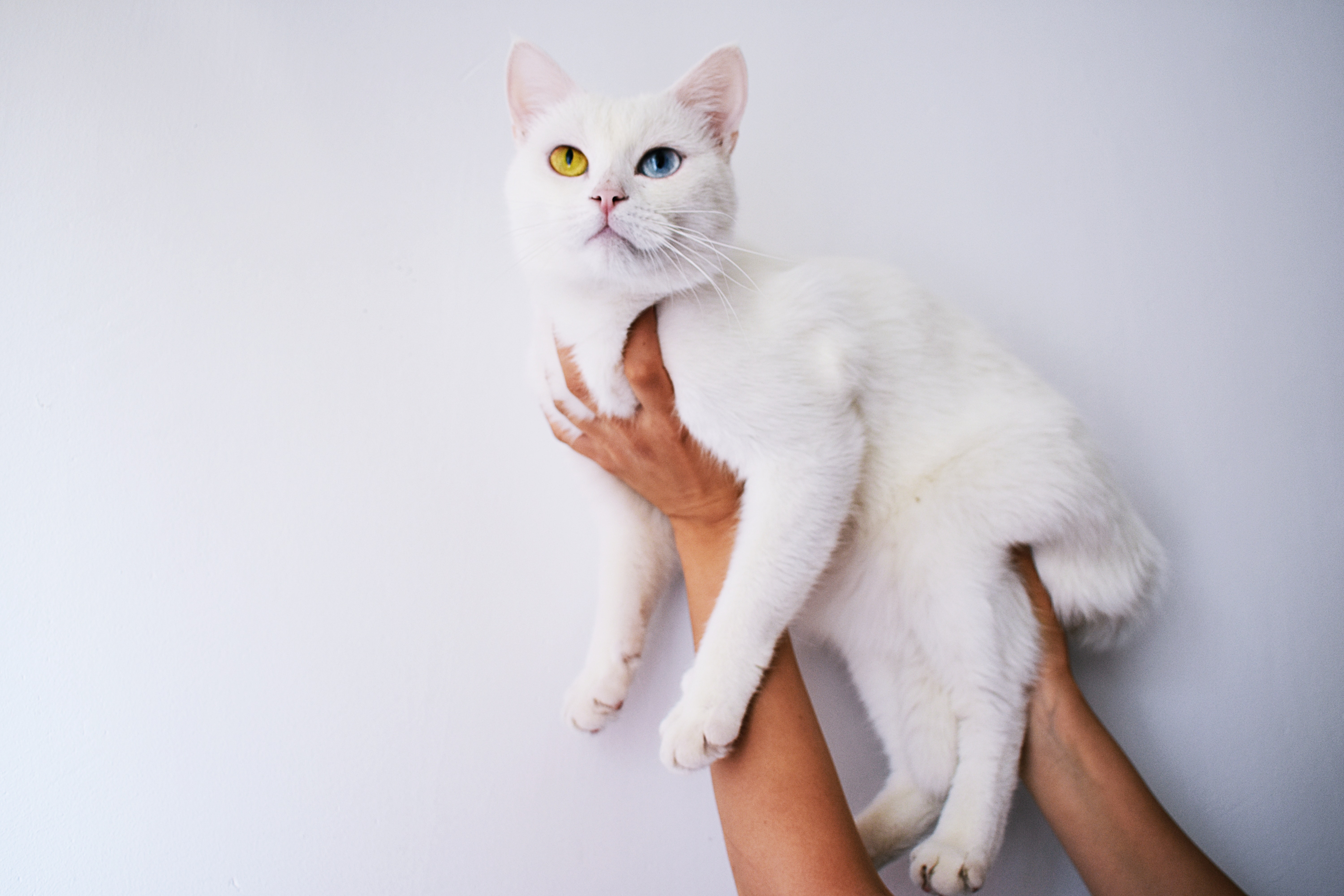 A person holding a white cat