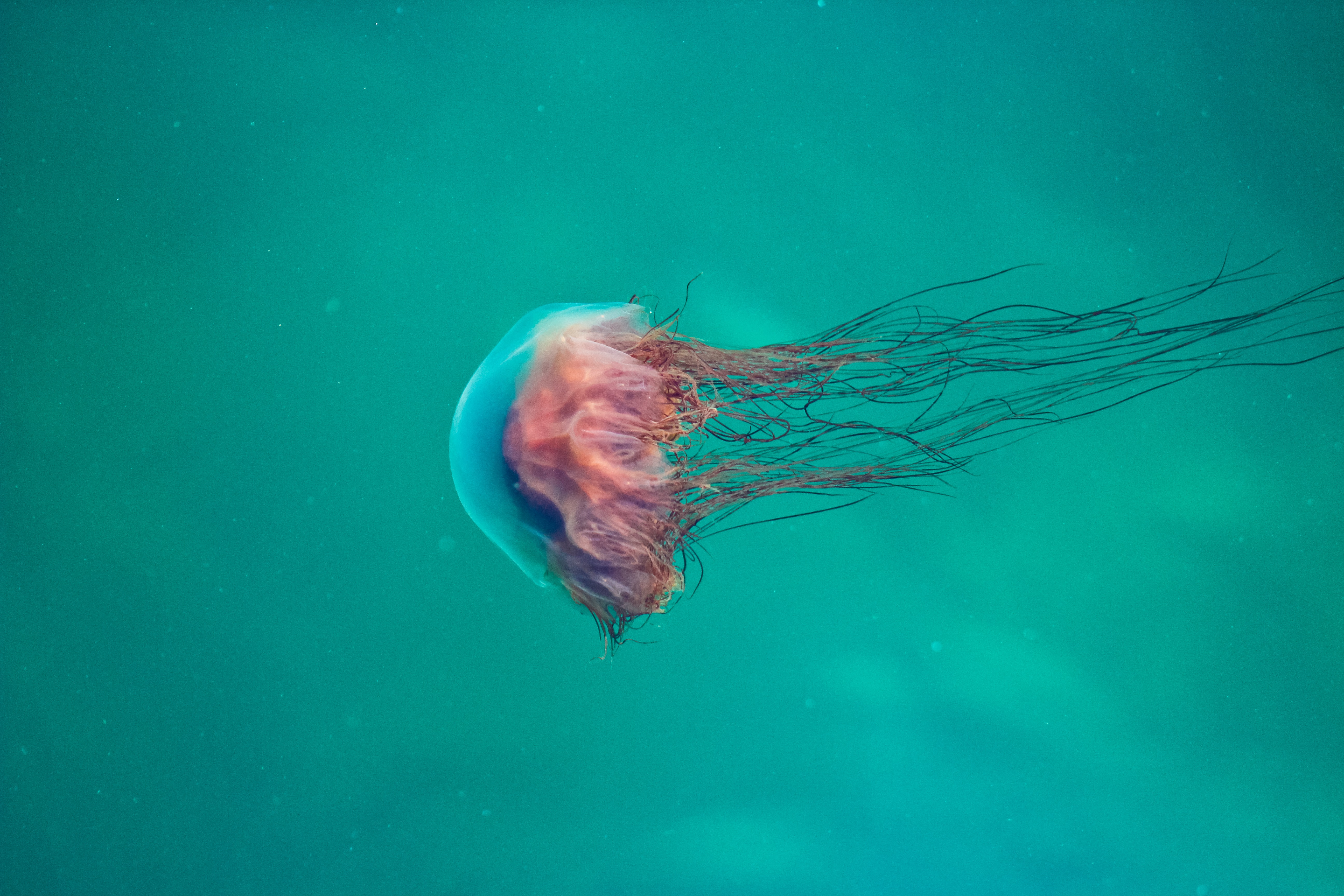 A pink jellyfish underwater