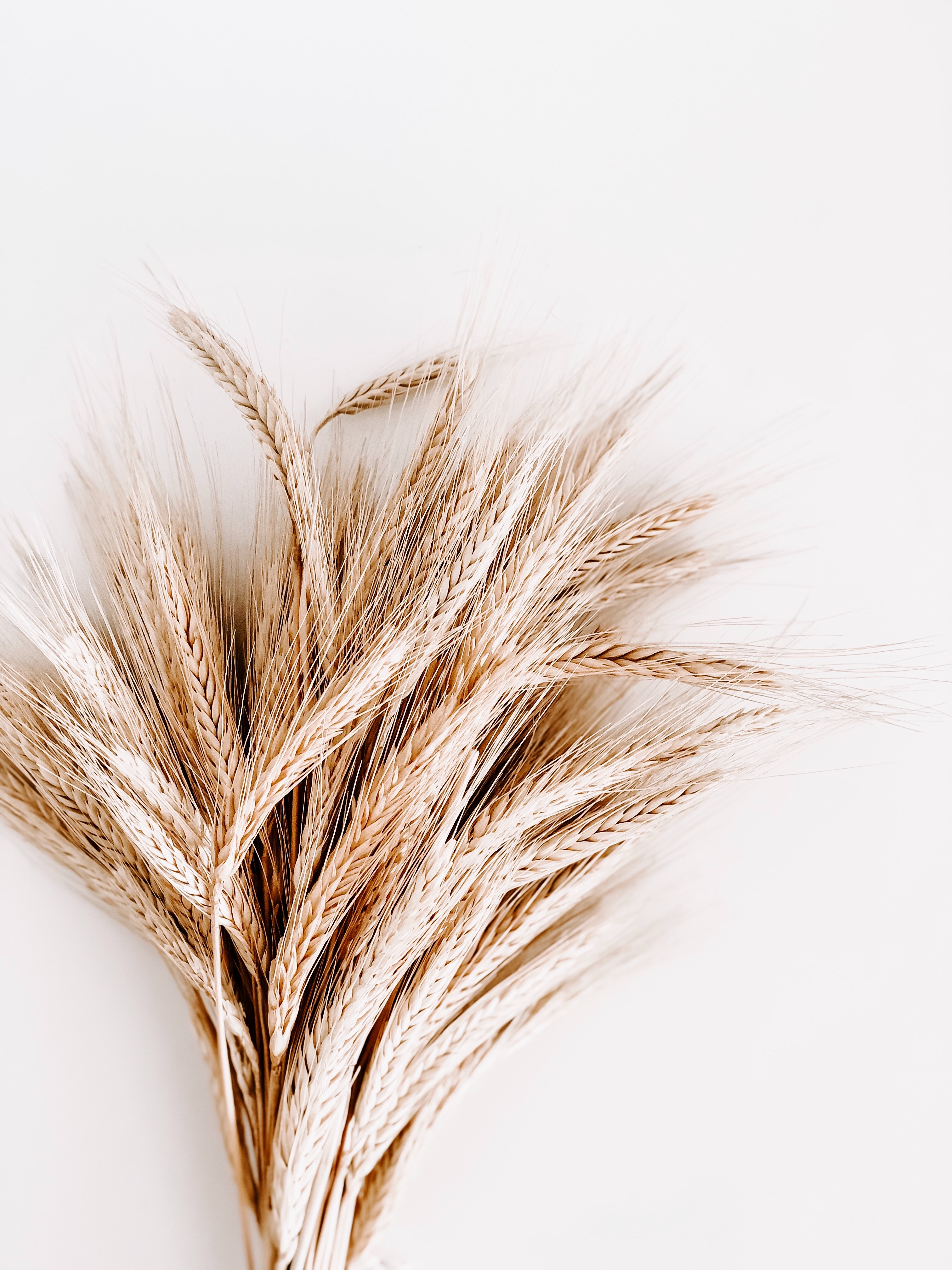 An armful of wheat ears on a white background