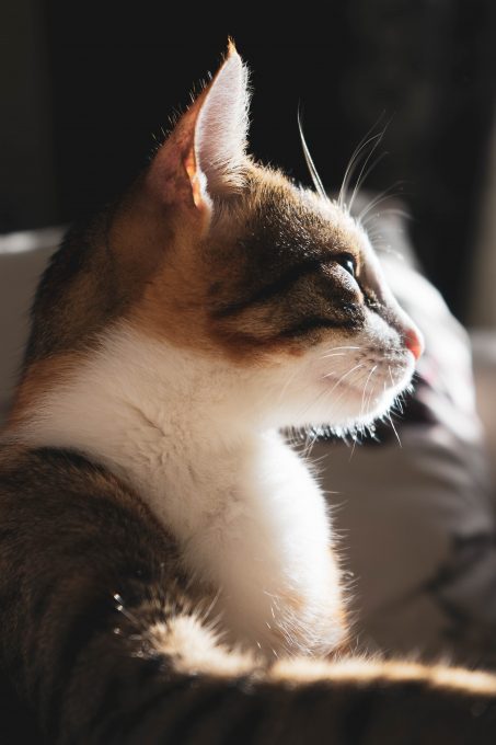 Calico cat profile