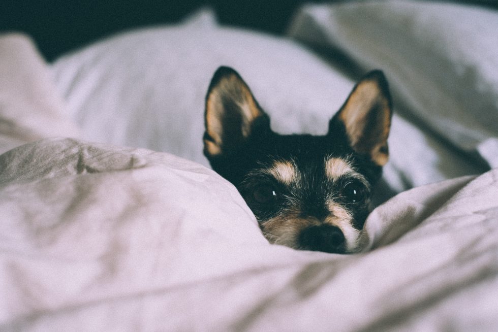 Close-up photo of a dog hiding behind a blanket