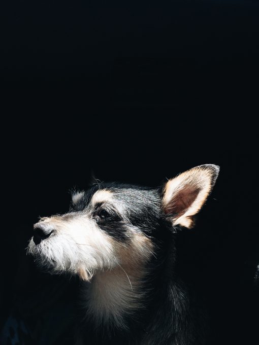Close-up photo of a dog on a black background