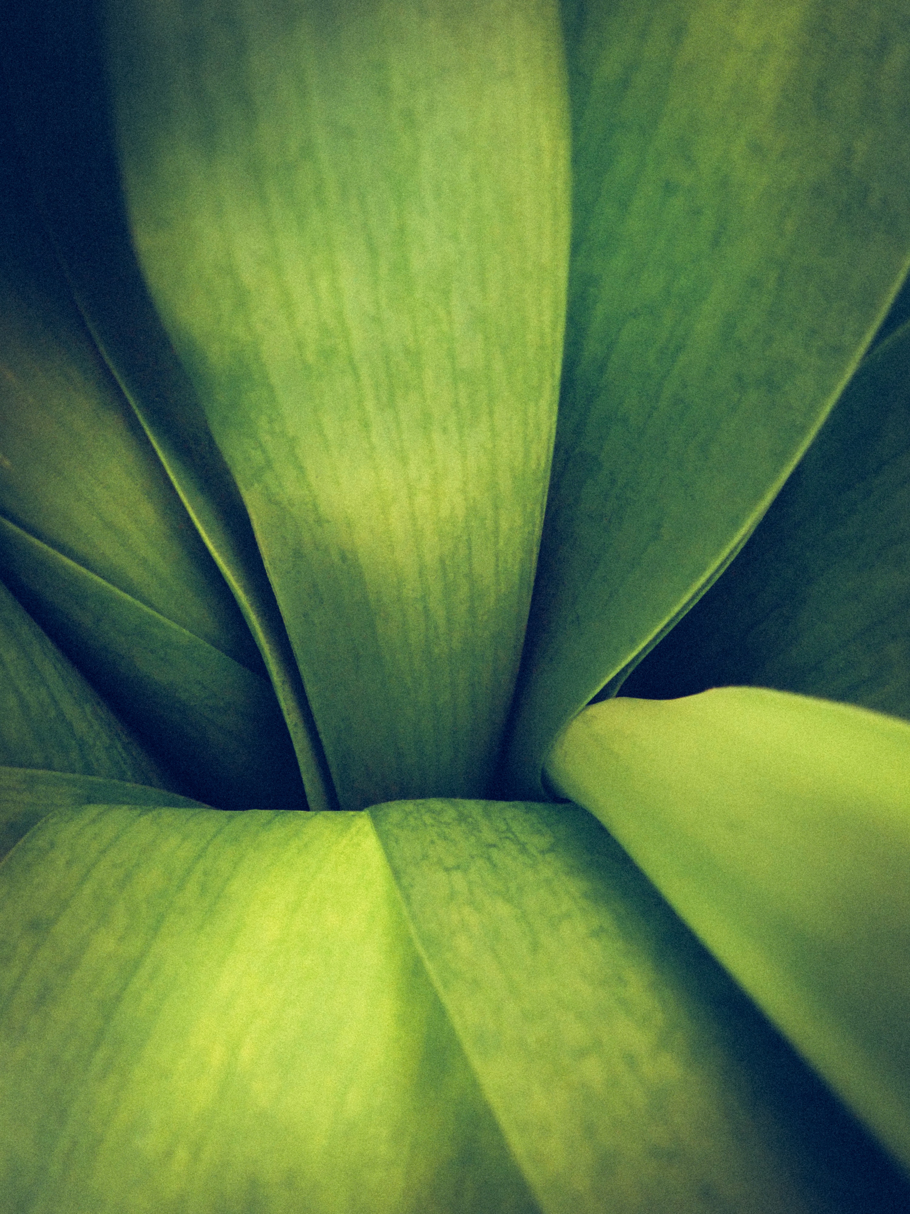 Close-up photo of a green plant