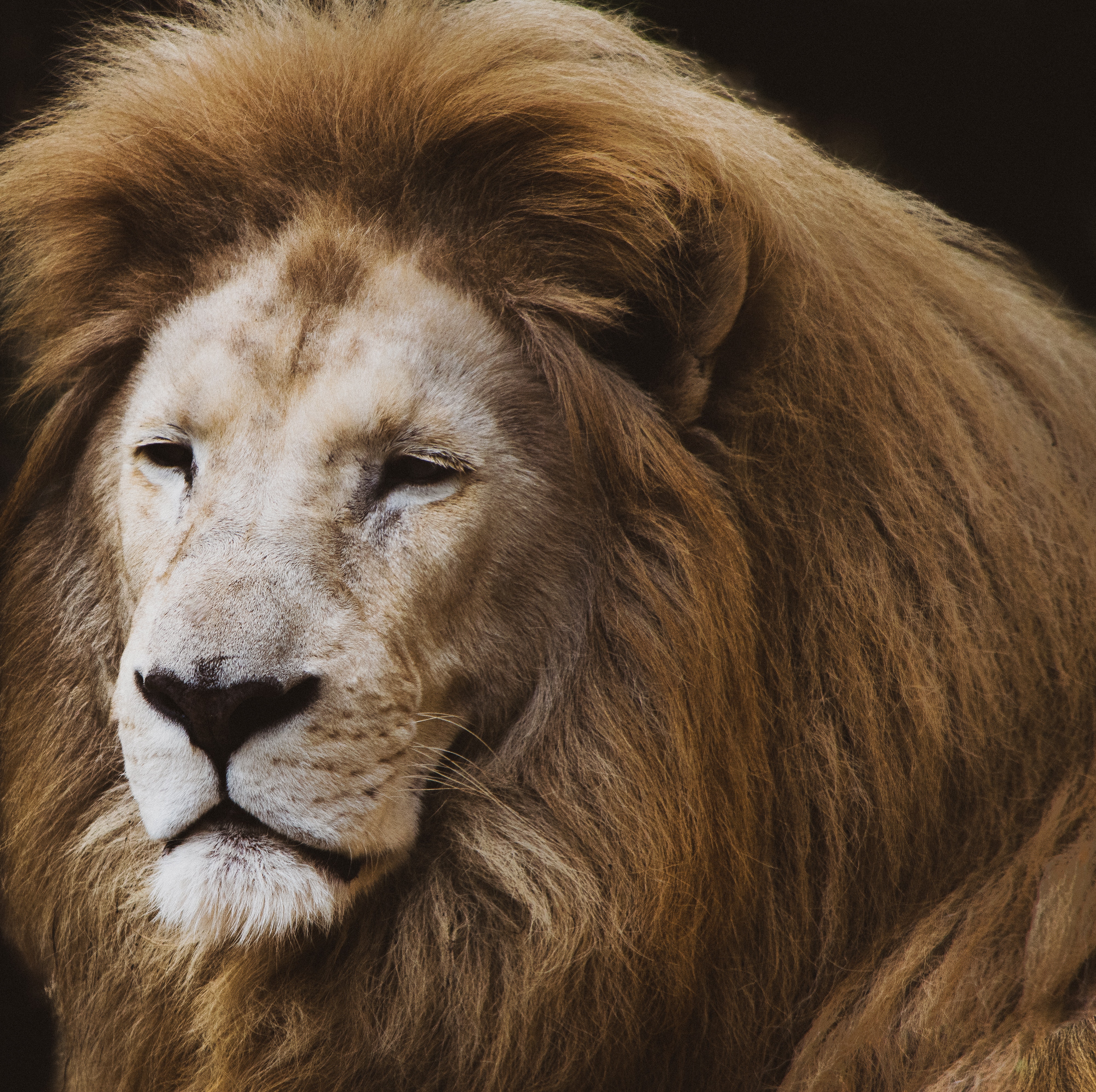 Close-up photo of a lion