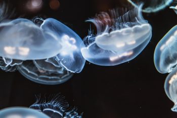 Close-up photo of jellyfishes