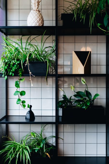 Potted plants standing on black wall shelves