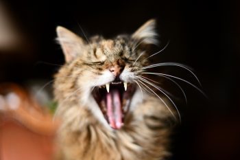 Selective focus photo of a yawning cat