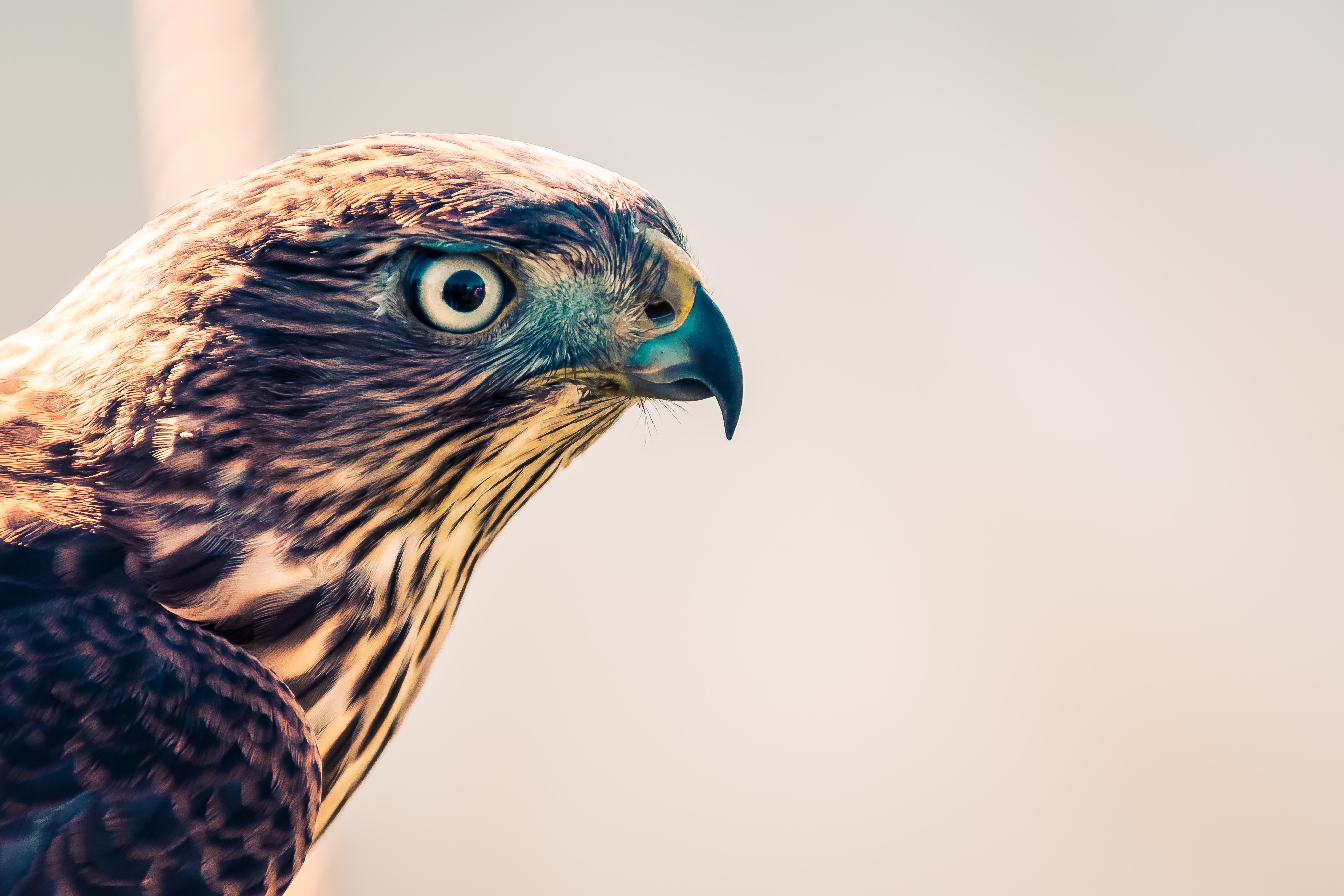 Selective focus photography of a falcon