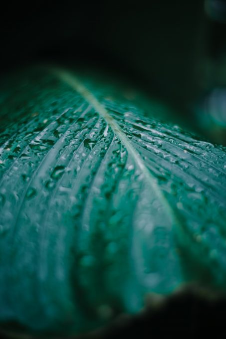 Selective focus photography of water droplets on a green leaf