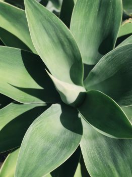 Top view photo of a linear green-leafed plant