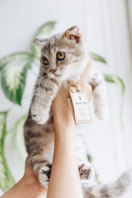 A person holding a cat wearing a tag