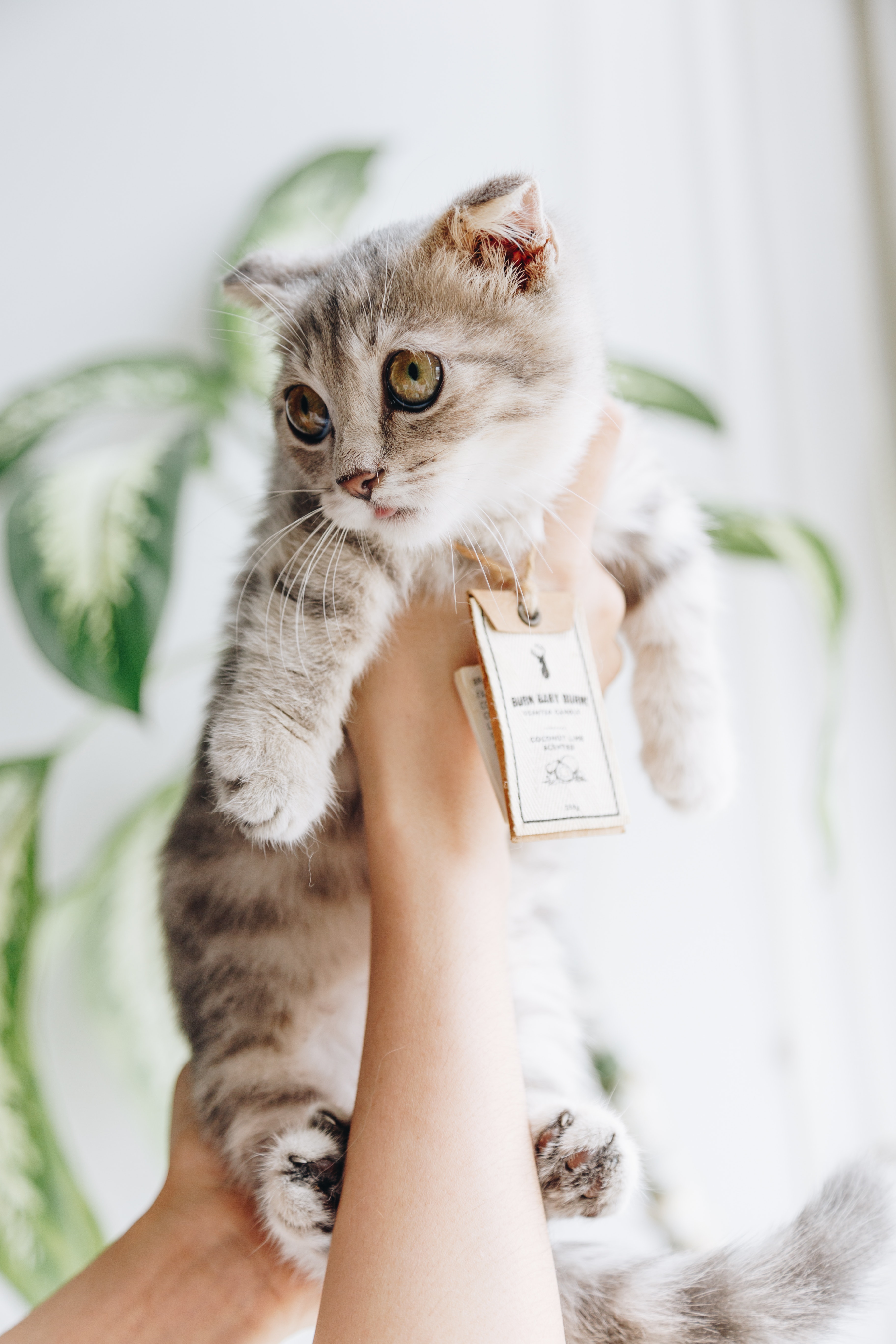 A person holding a cat wearing a tag