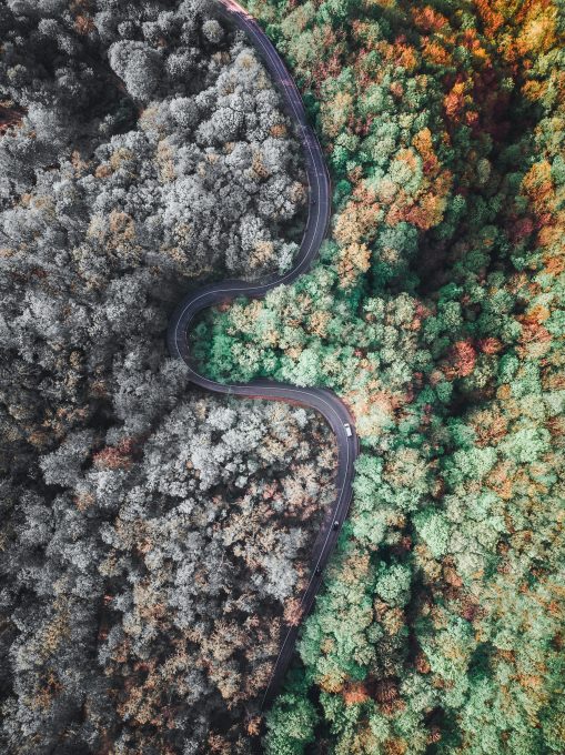 Aerial view of a road between trees