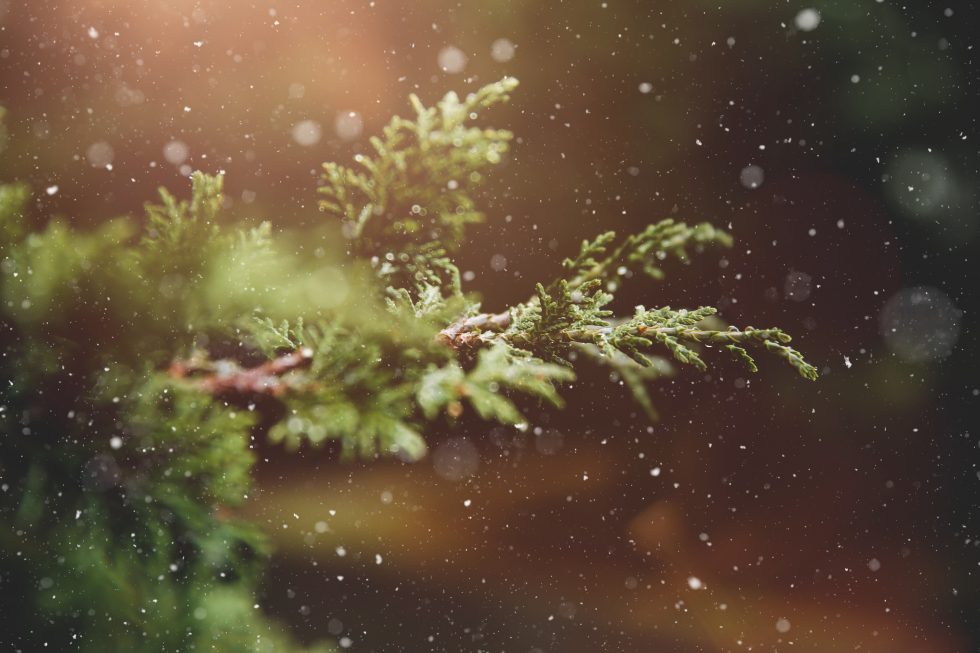 Close-up photo of a Christmas tree branch with falling snow