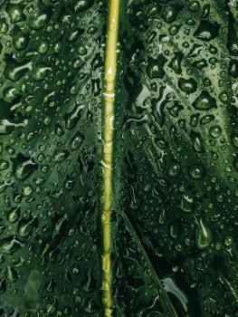 Close-up photo of a wet leaf
