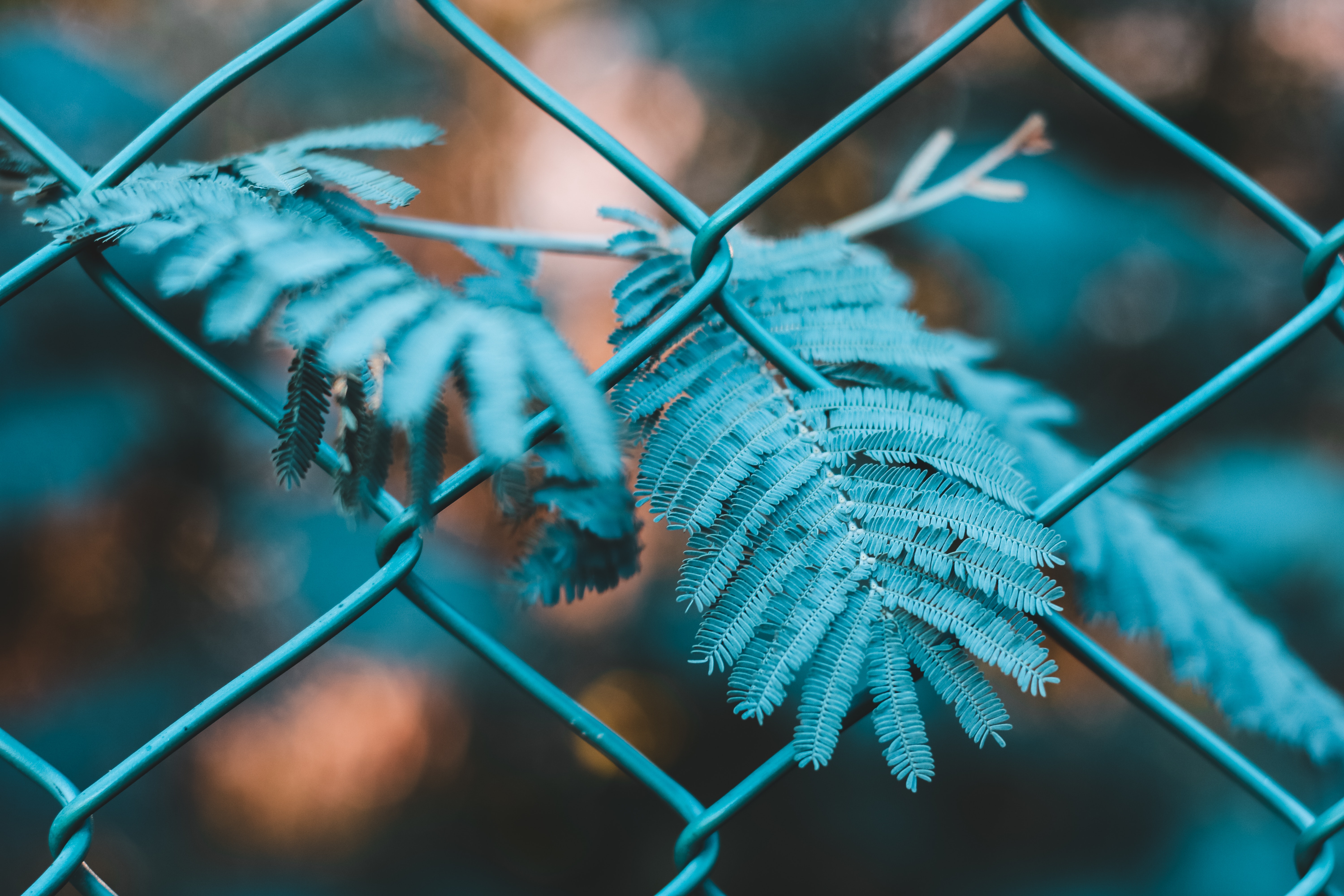 Close-up photography of a green leaf plant growing through a fence