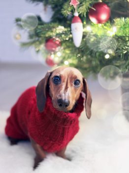 Dachshund dog wearing a red Christmas sweater