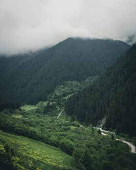 Deep green forest on a mountain covered by fog