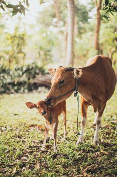 Photo of a cow and calf