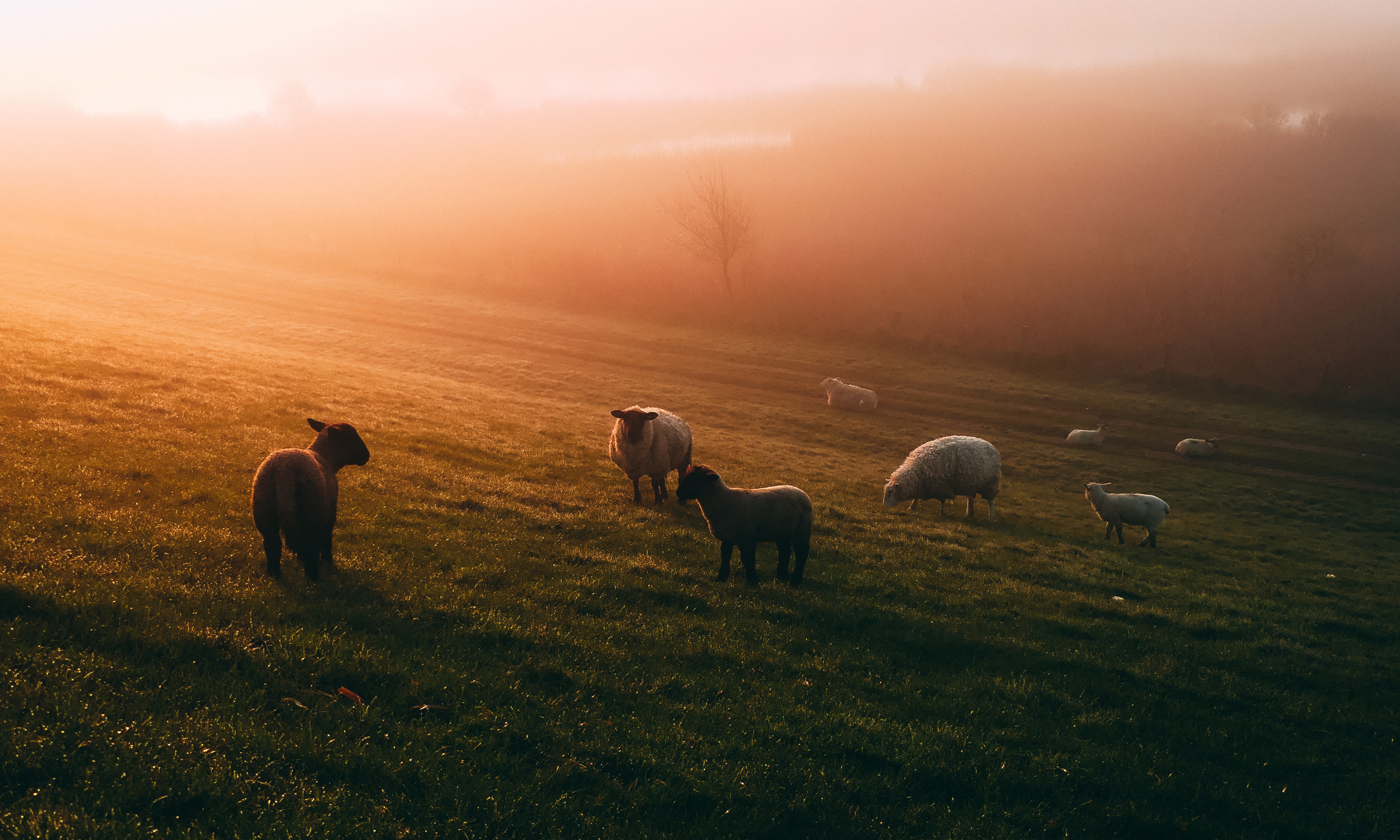 Photo of sheep on a field during golden hour