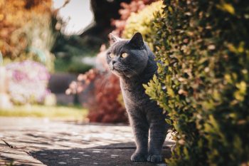 Selective focus photography of a grey cat
