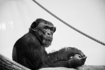 A grayscale photo of a chimpanzee