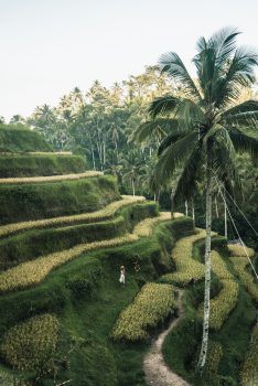 A person standing on rice terraces
