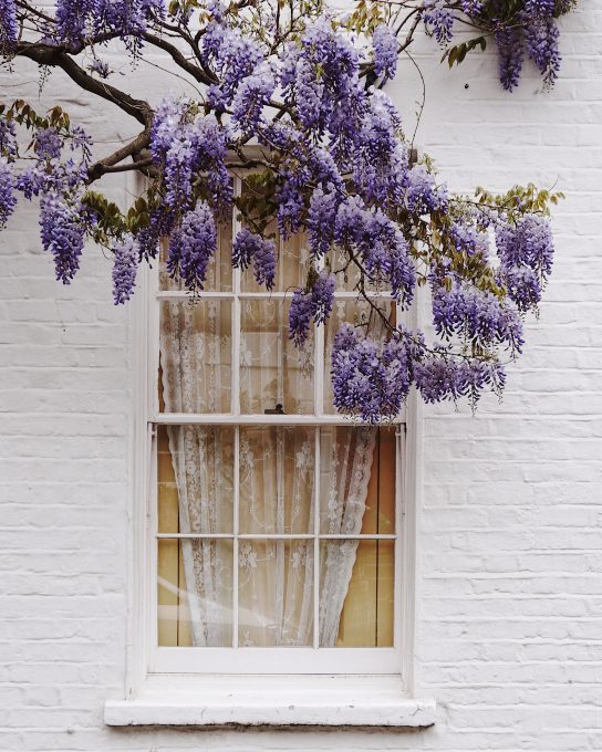 A purple blooming tree branch above a window of a white brick building