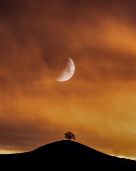 A silhouette of a tree under half moon