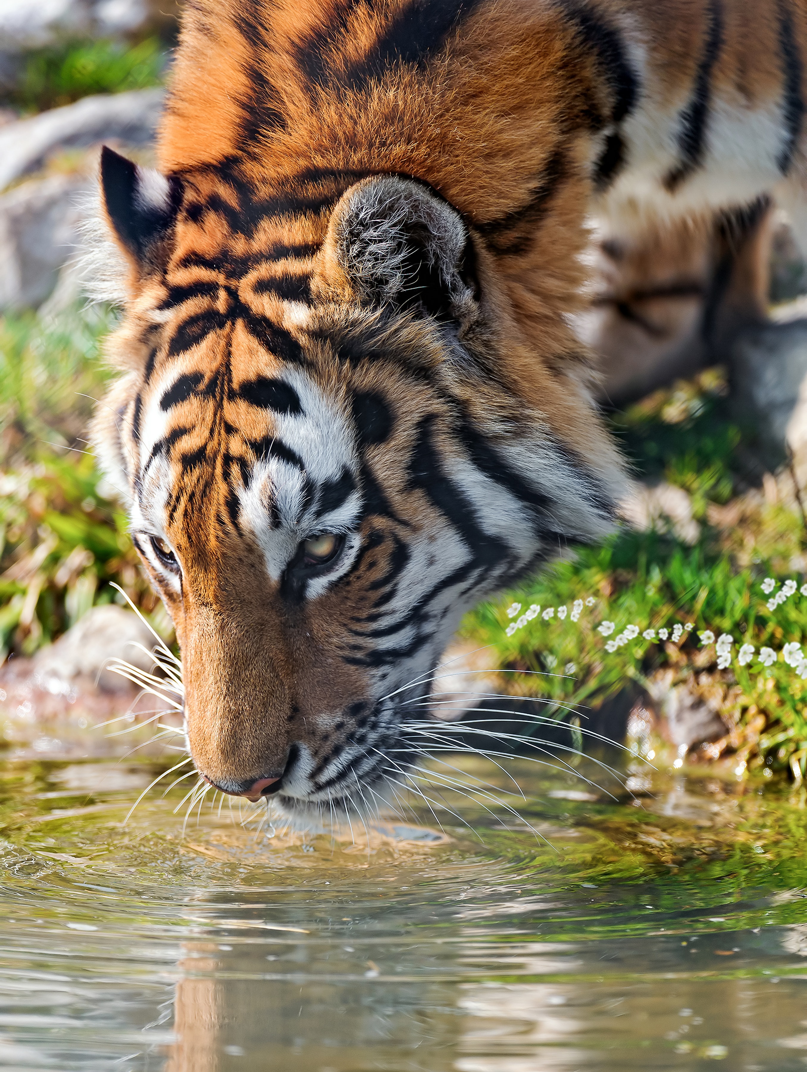Close-up photo of a tiger drinking water