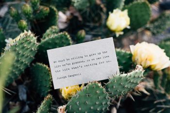Photo of a card lying on cactus plants