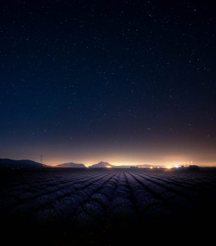 Photo of the starry night sky over lavender field