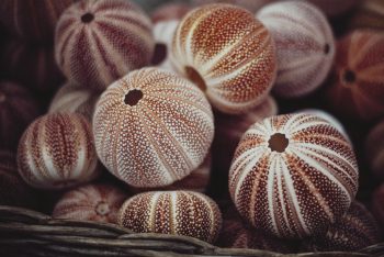 Skeletons of sea urchins in a basket
